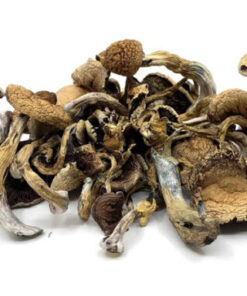 Buy Golden Teachers Magic Mushrooms